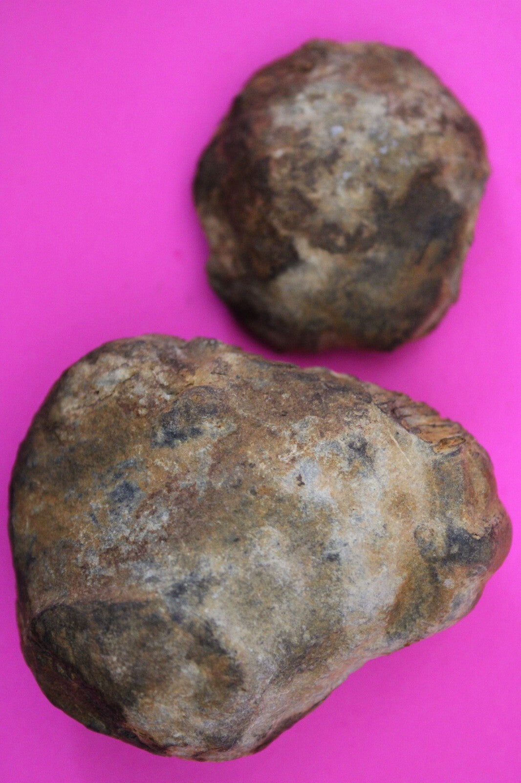 Authentic Trilobite Geode Real Fossil 450 Million Years Old Dinosaur Girl COA 15