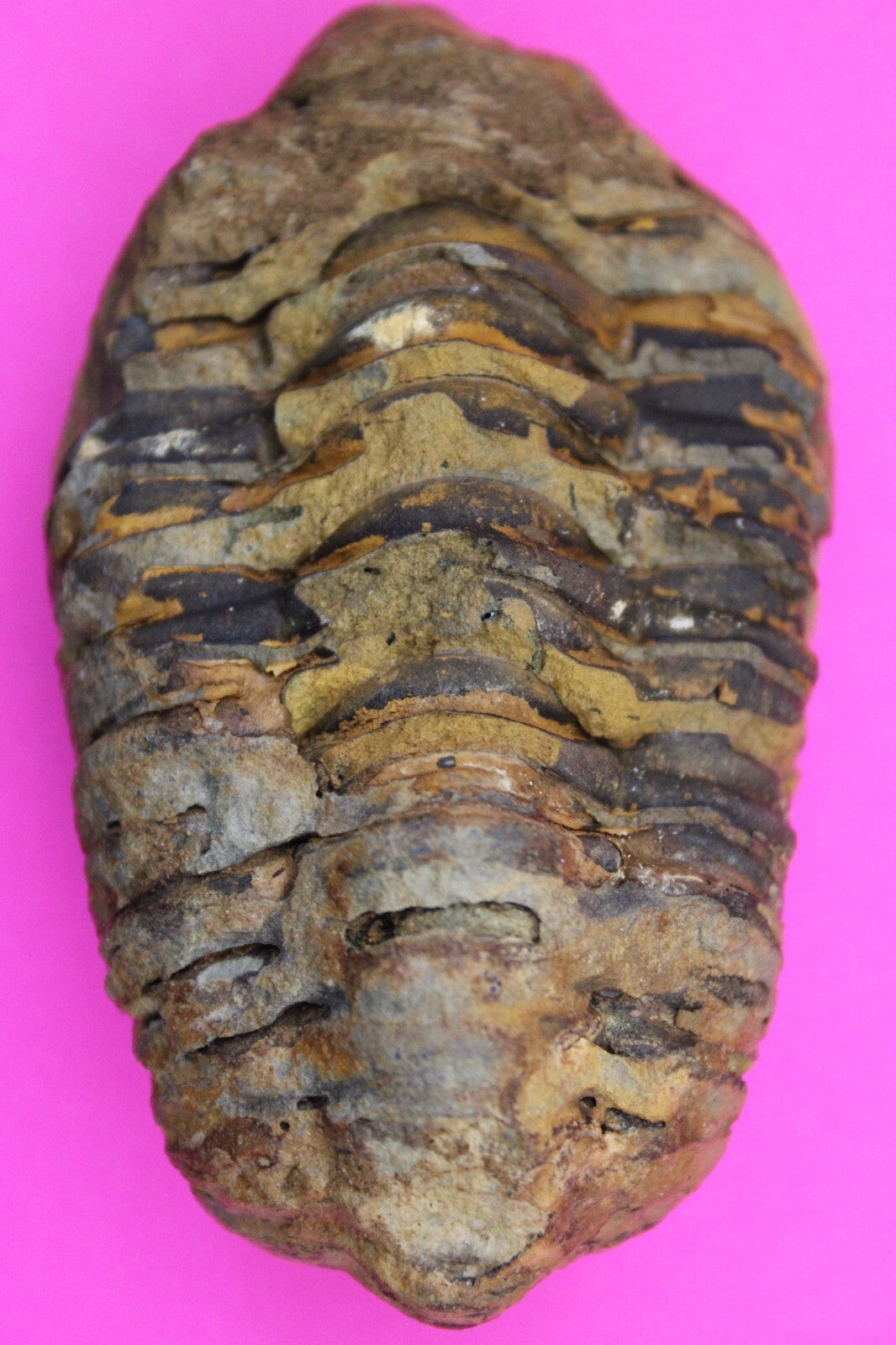 Authentic Trilobite Fossil 450 Million Years Old Genuine Dinosaur Girl COA 74