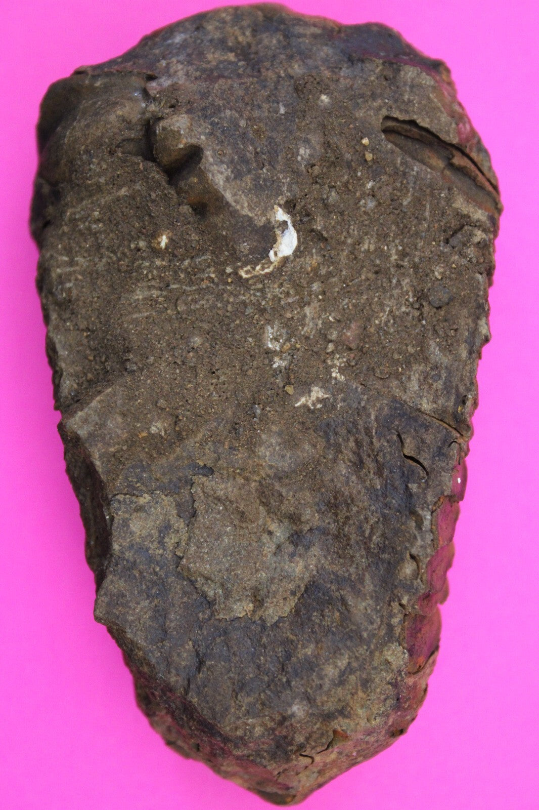 Authentic Trilobite Fossil 450 Million Years Old Genuine Dinosaur Girl COA 47