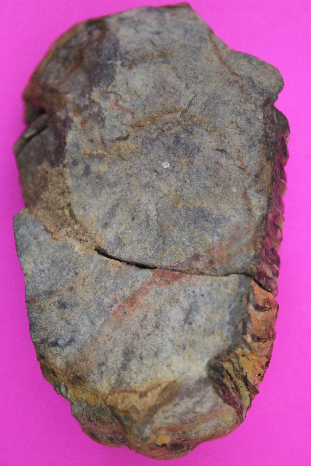 Authentic Trilobite Fossil 450 Million Years Old Genuine Dinosaur Girl COA 89