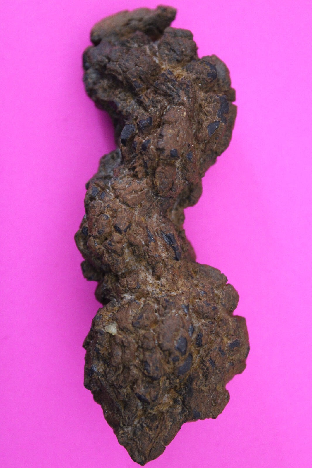 Giant Lizard Poop 5 Million Years Old Genuine Real Fossil Dinosaur Girl COA L27