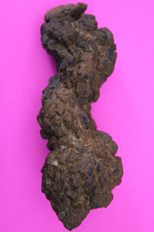 Giant Lizard Poop 5 Million Years Old Genuine Real Fossil Dinosaur Girl COA L27