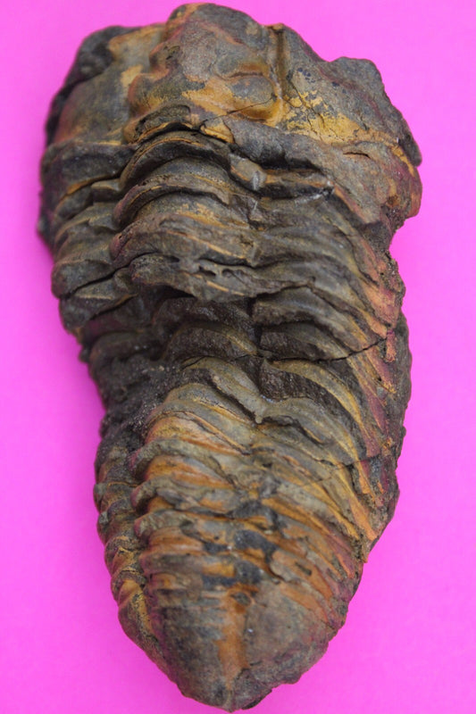 Authentic Trilobite Fossil 450 Million Years Old Genuine Dinosaur Girl COA 77