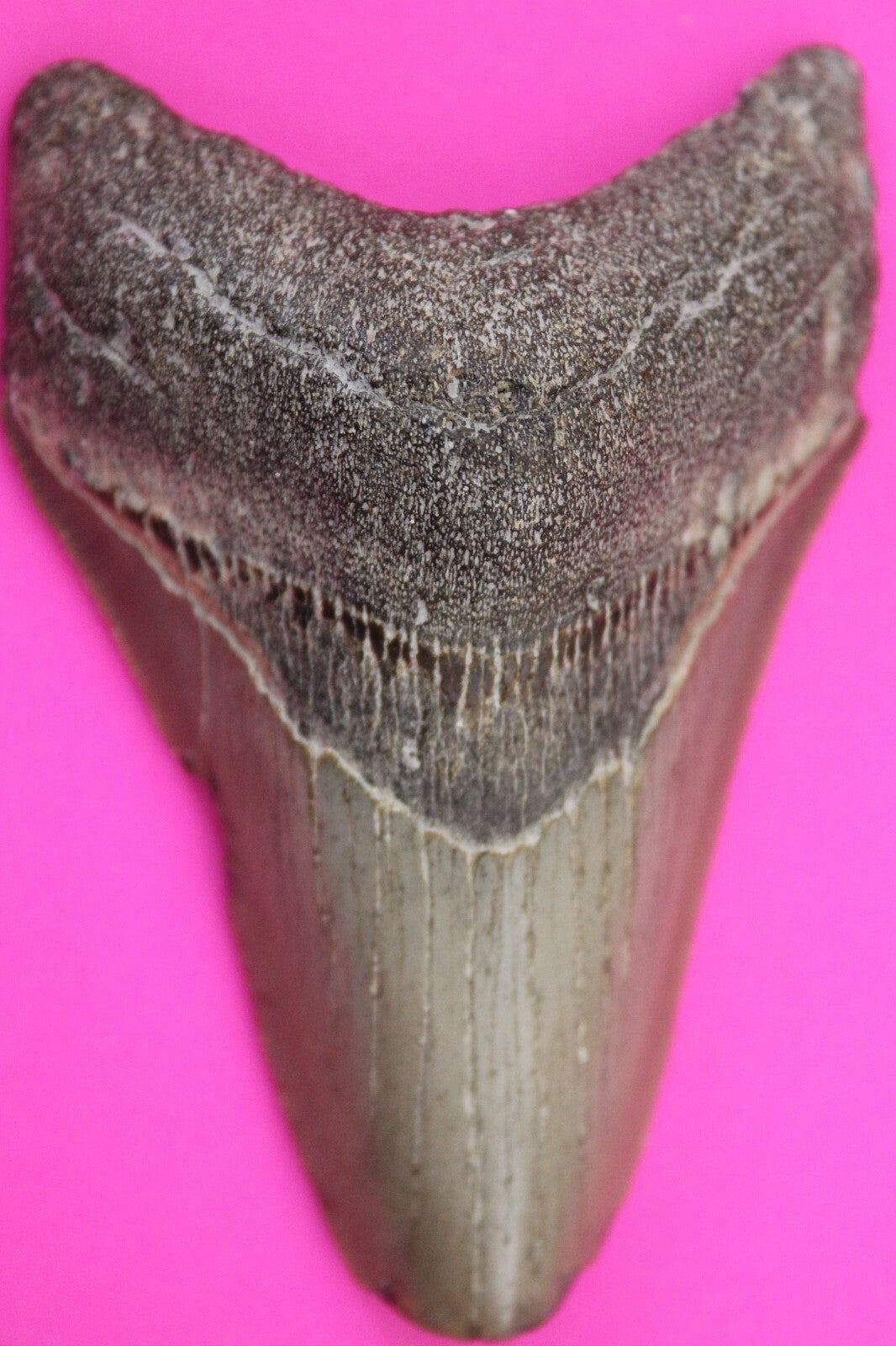 Authentic Megadolon Shark Tooth 3.68 Inch 108 Grams Fossil Dinosaur Girl COA M30