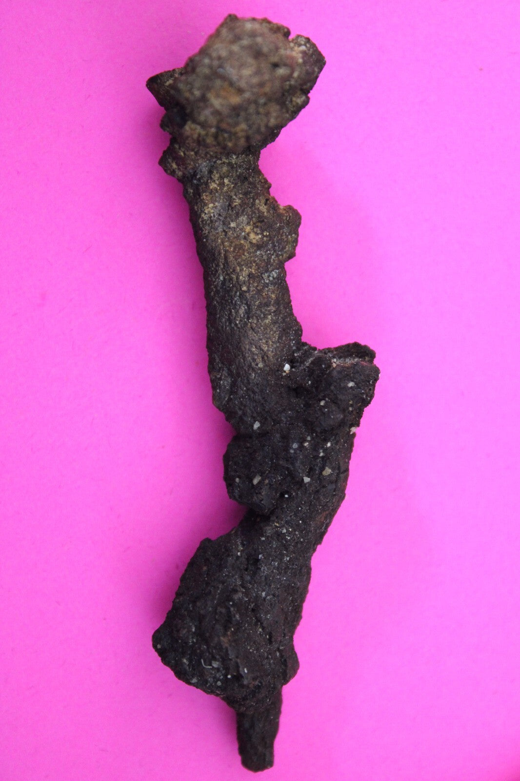 Giant Lizard Poop 5 Million Years Old Genuine Real Fossil Dinosaur Girl COA S58