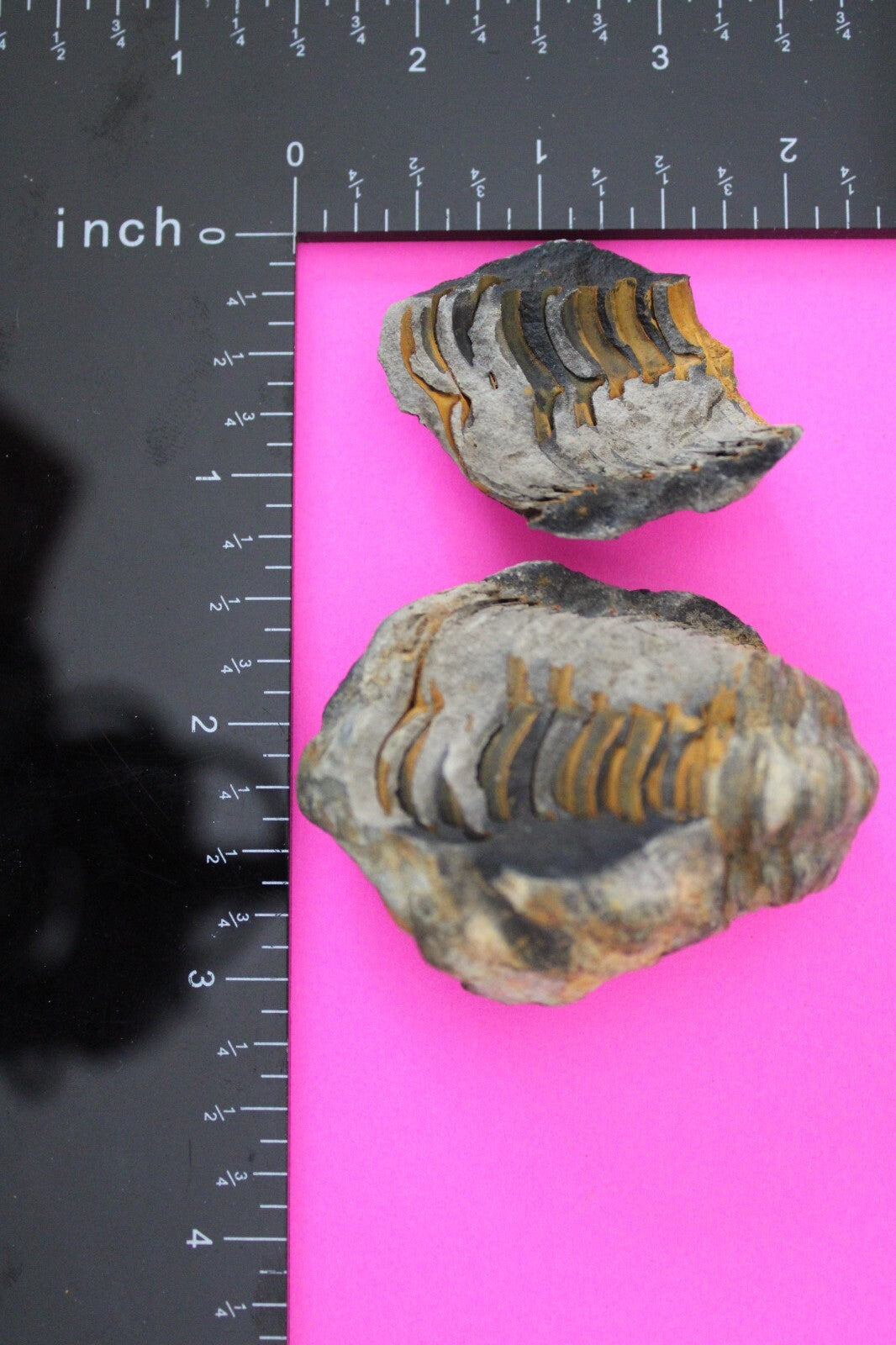 Authentic Trilobite Geode Real Fossil 450 Million Years Old Dinosaur Girl COA 20