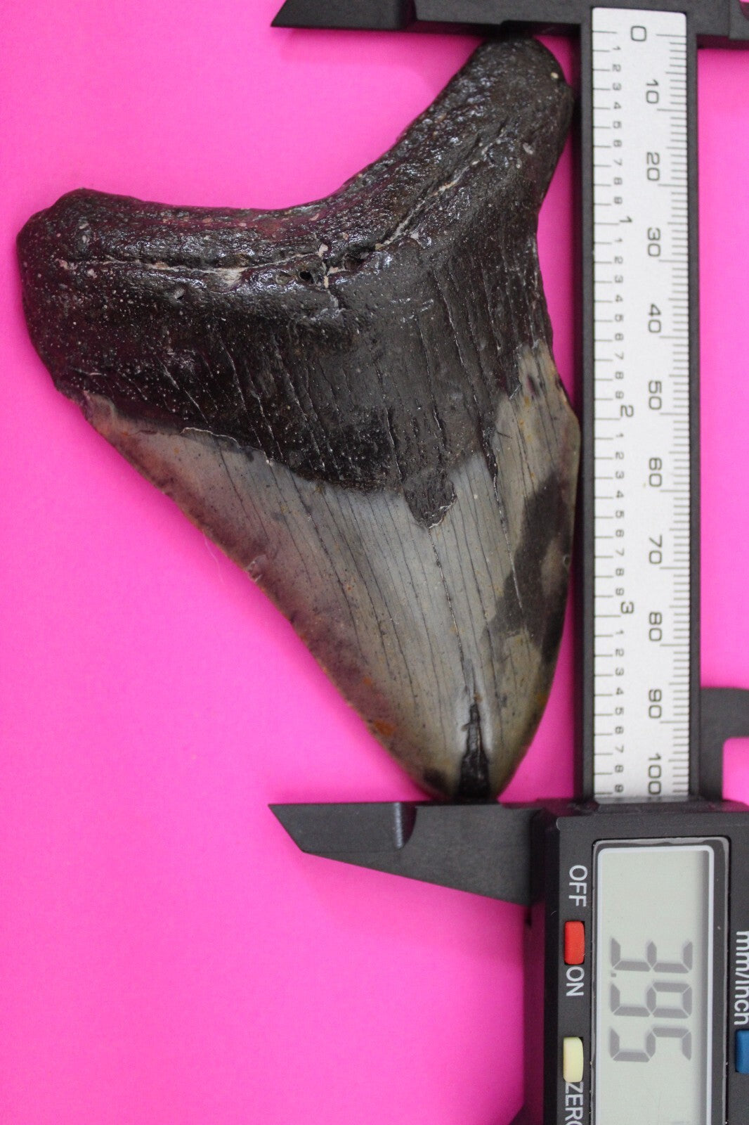 Authentic Megadolon Shark Tooth 3.95 Inch 107 Grams Fossil Dinosaur Girl COA M16