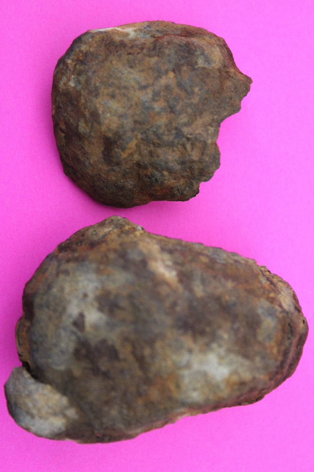 Authentic Trilobite Geode Real Fossil 450 Million Years Old Dinosaur Girl COA 01