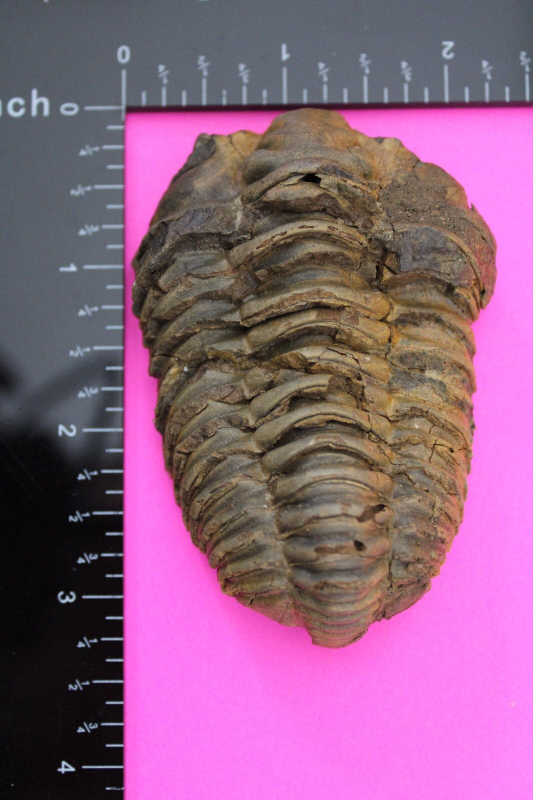 Authentic Trilobite Fossil 450 Million Years Old Genuine Dinosaur Girl COA 49