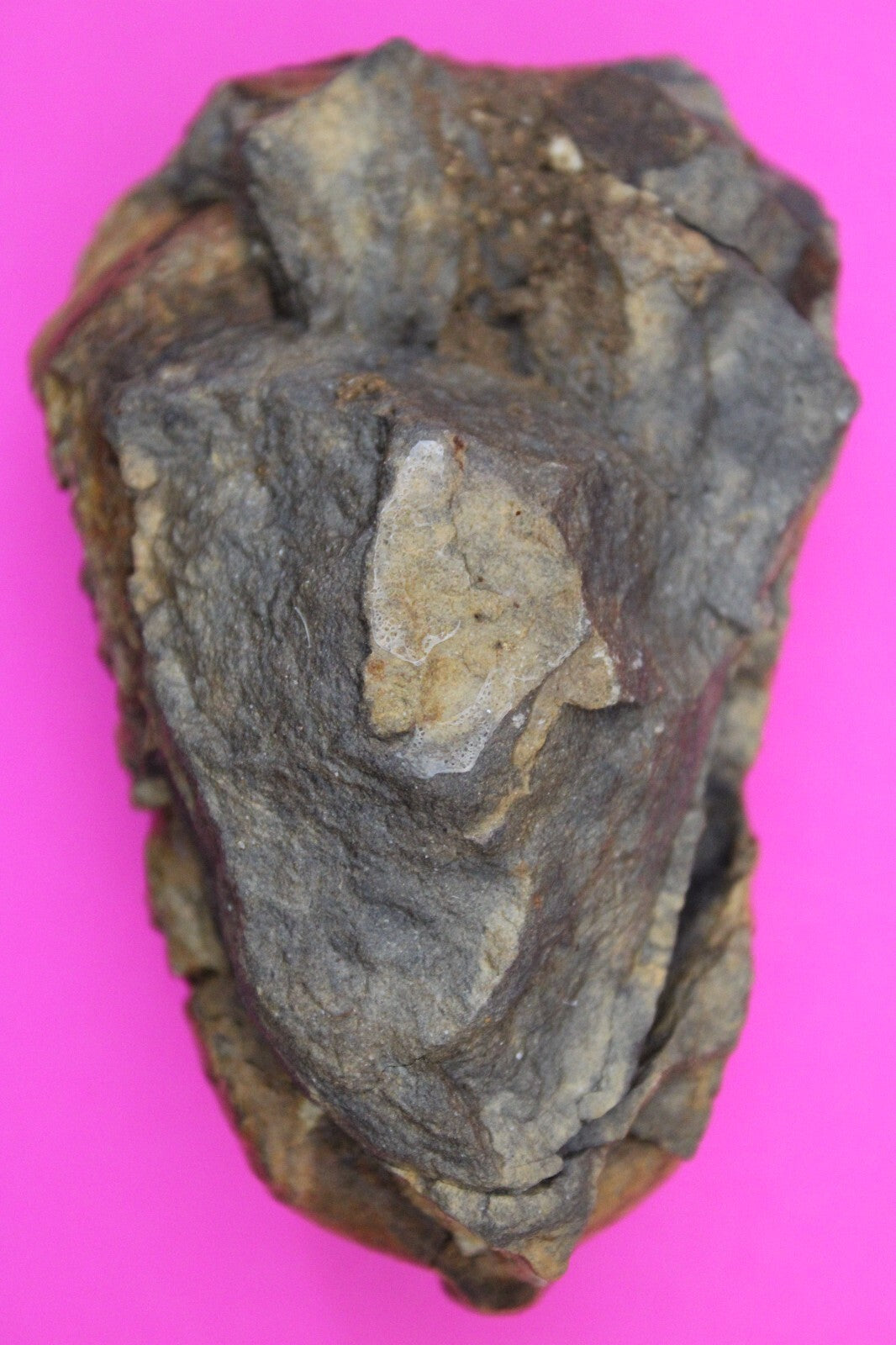 Authentic Trilobite Fossil 450 Million Years Old Genuine Dinosaur Girl COA 29