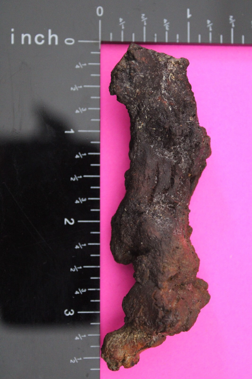 Giant Lizard Poop 5 Million Years Old Genuine Real Fossil Dinosaur Girl COA L05