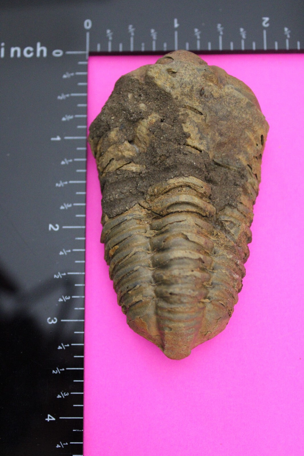 Authentic Trilobite Fossil 450 Million Years Old Genuine Dinosaur Girl COA 58
