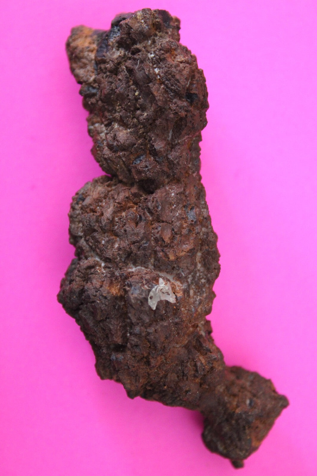 Giant Lizard Poop 5 Million Years Old Genuine Real Fossil Dinosaur Girl COA L10