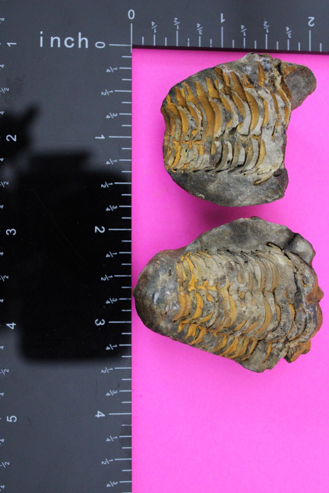 Authentic Trilobite Geode Real Fossil 450 Million Years Old Dinosaur Girl COA 11