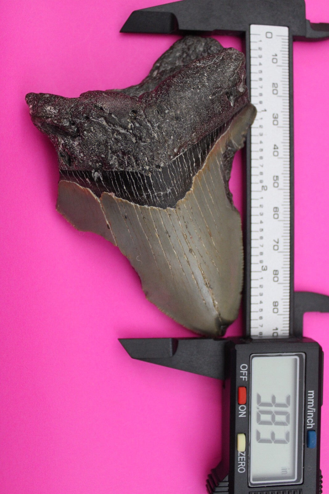 Authentic Megadolon Shark Tooth 3.83 Inch 117 Grams Fossil Dinosaur Girl COA M07
