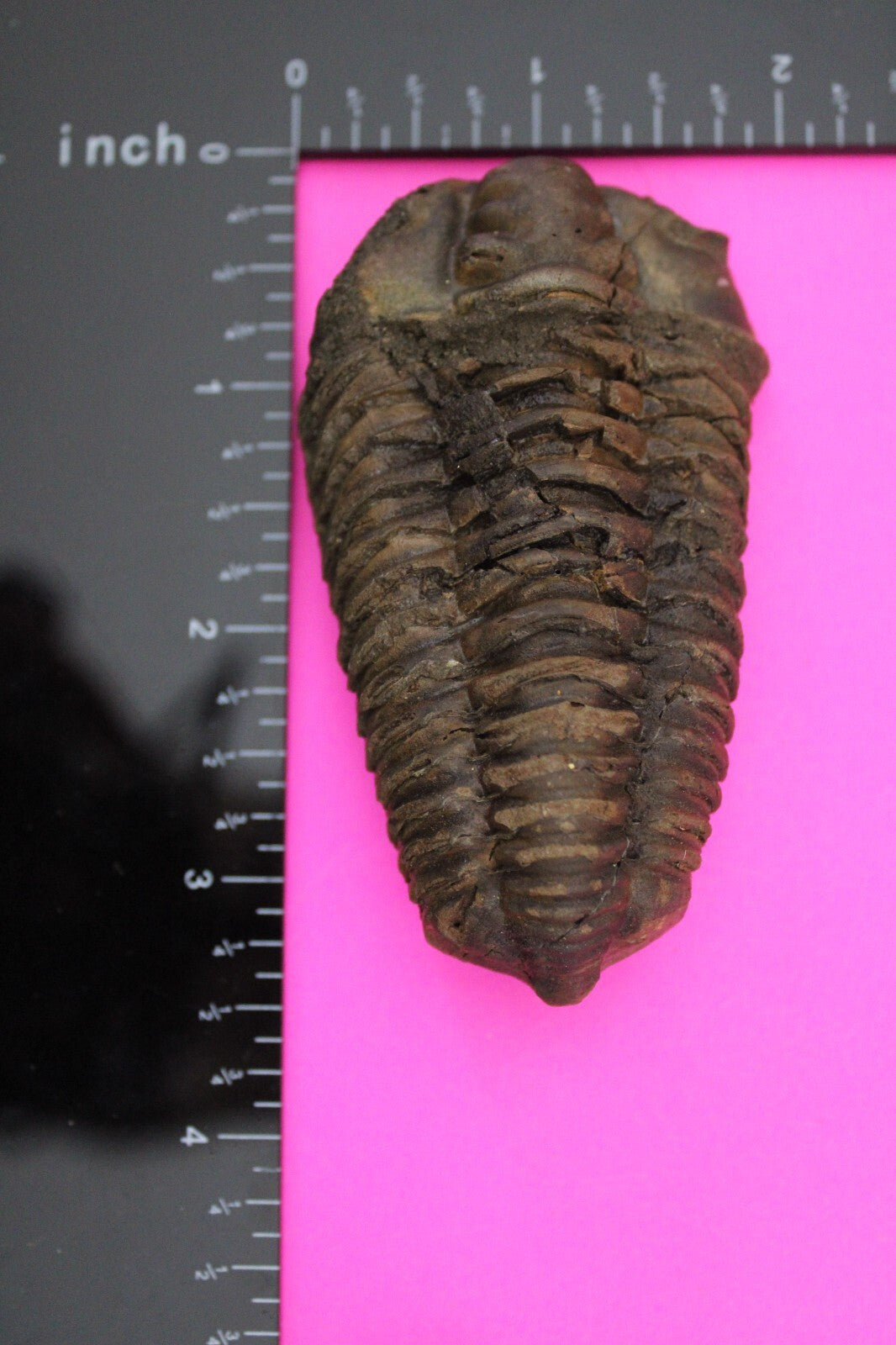 Authentic Trilobite Fossil 450 Million Years Old Genuine Dinosaur Girl COA 86