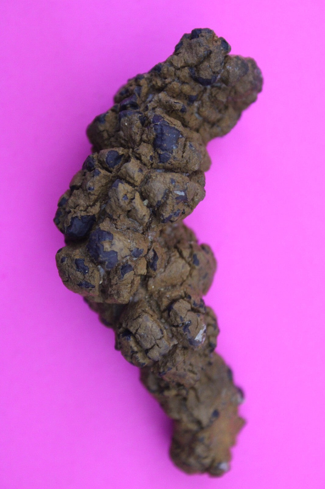 Giant Lizard Poop 5 Million Years Old Genuine Real Fossil Dinosaur Girl COA S60