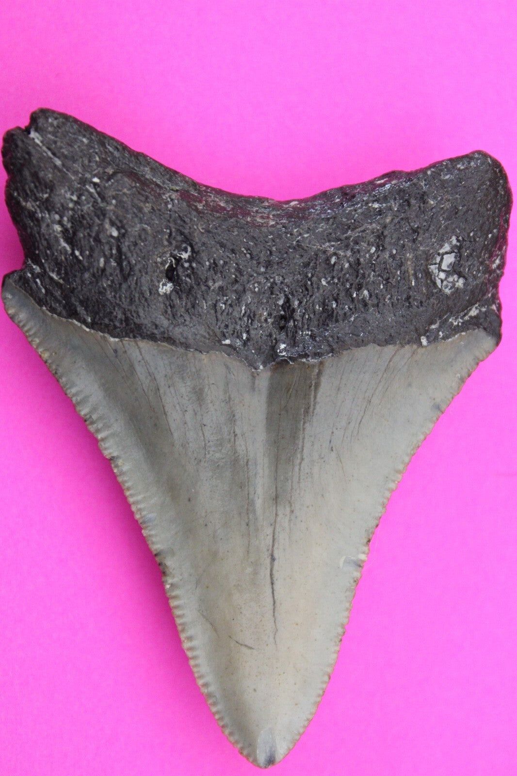 Authentic Megadolon Shark Tooth 2.39 Inch 30 Grams Fossil Dinosaur Girl COA M32