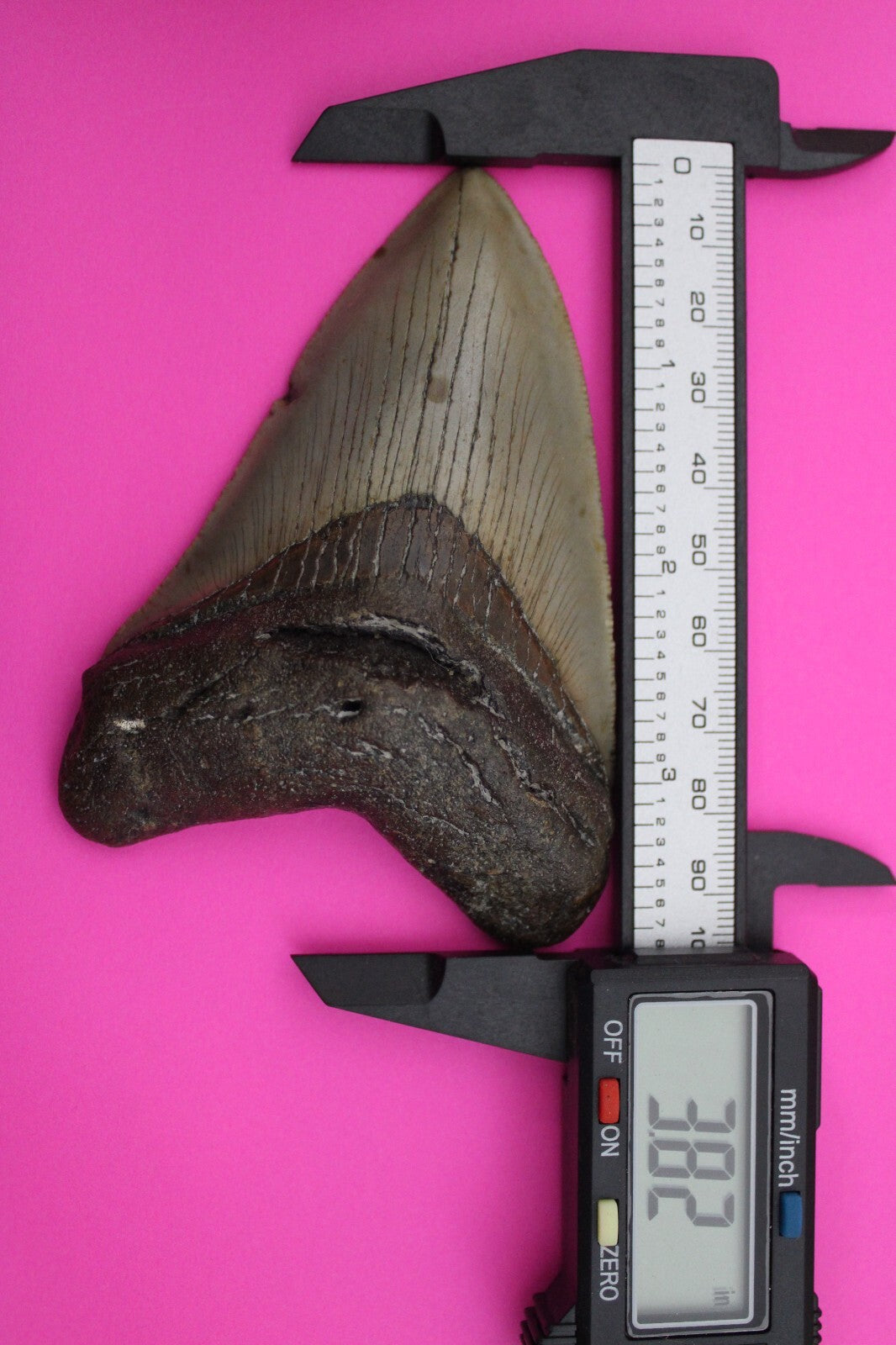 Authentic Megalodon Shark Tooth 3.82 Inches 108 Grams Fossil Dino Girl COA M31