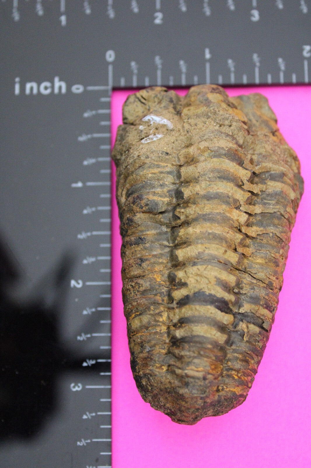 Authentic Trilobite Fossil 450 Million Years Old Genuine Dinosaur Girl COA 48