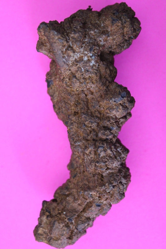 Giant Lizard Poop 5 Million Years Old Genuine Real Fossil Dinosaur Girl COA L09
