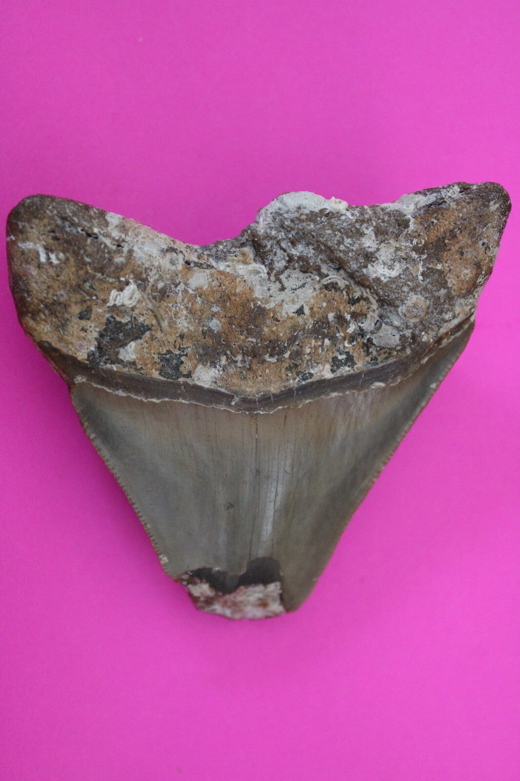 Authentic Megadolon Shark Tooth 3.13 Inch 100 Grams Fossil Dinosaur Girl COA M23
