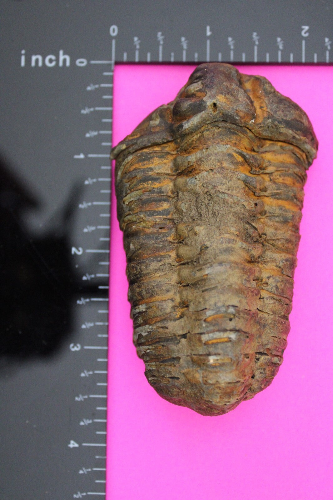 Authentic Trilobite Fossil 450 Million Years Old Genuine Dinosaur Girl COA 25