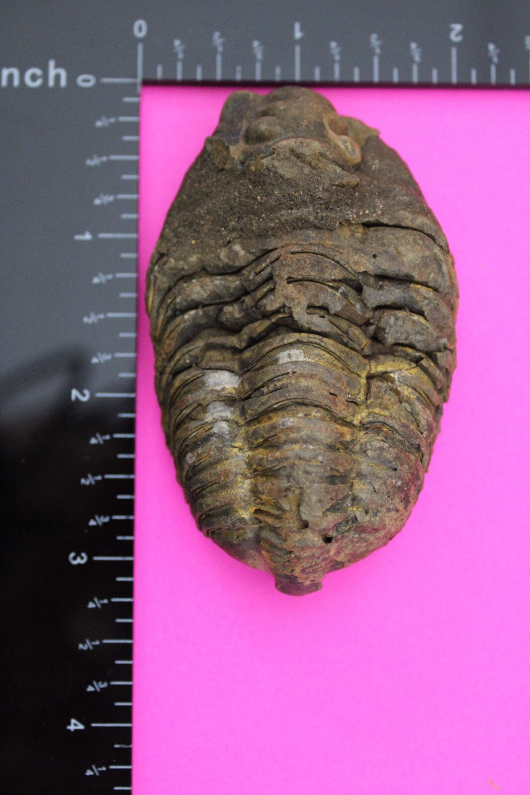 Authentic Trilobite Fossil 450 Million Years Old Genuine Dinosaur Girl COA 12