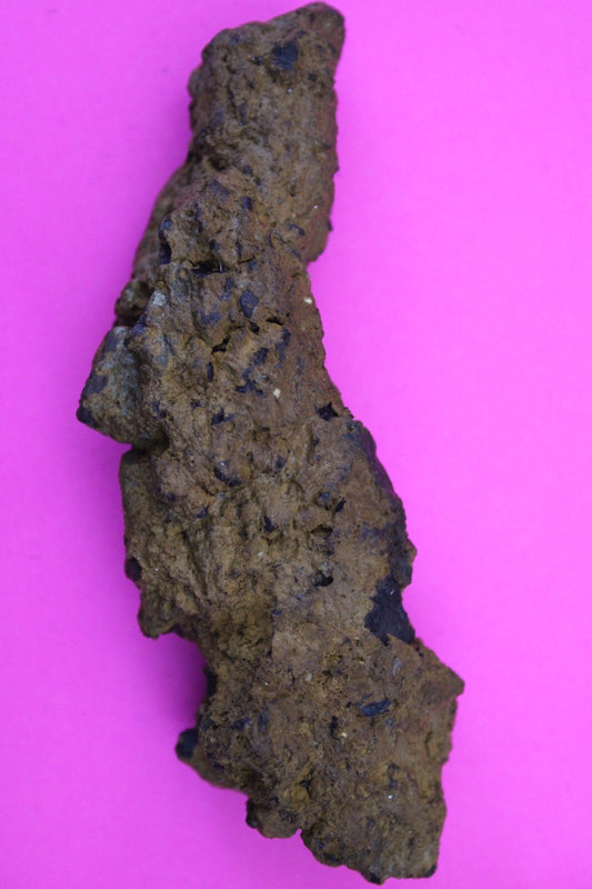 Giant Lizard Poop 5 Million Years Old Genuine Real Fossil Dinosaur Girl COA L18