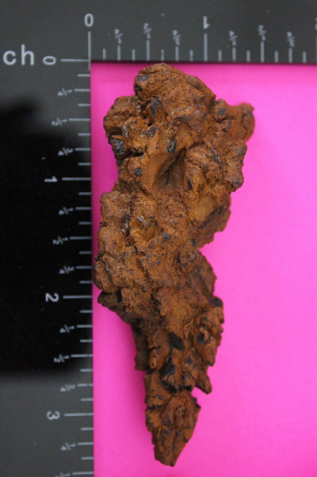 Giant Lizard Poop 5 Million Years Old Genuine Real Fossil Dinosaur Girl COA S07