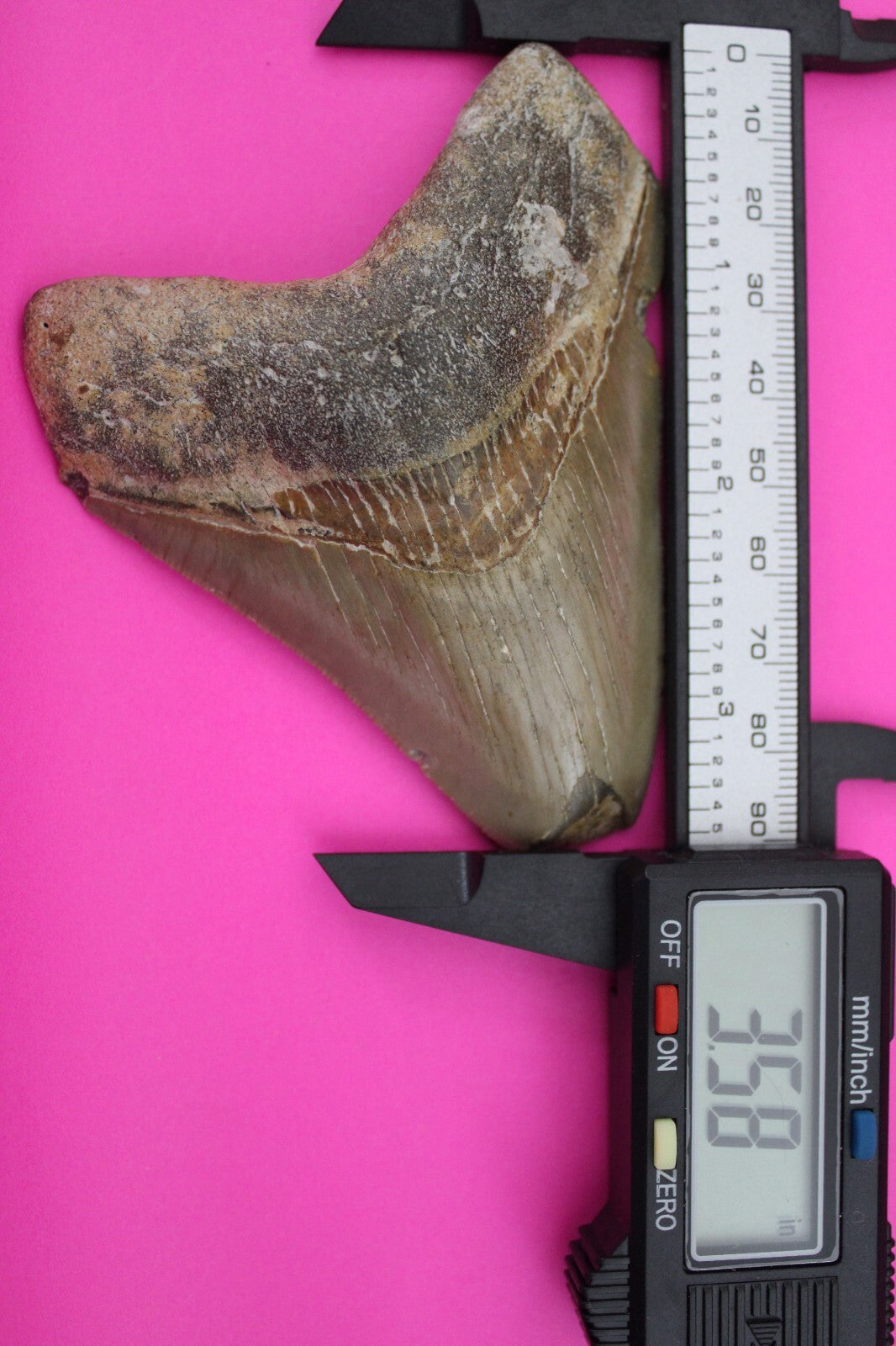 Authentic Megadolon Shark Tooth 3.58 Inch 91 Grams Fossil Dinosaur Girl COA M10