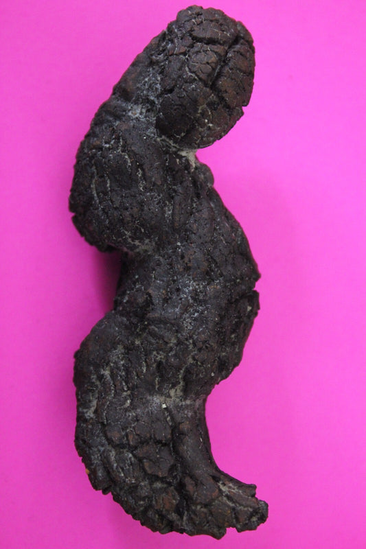 Giant Lizard Poop 5 Million Years Old Genuine Real Fossil Dinosaur Girl COA S22