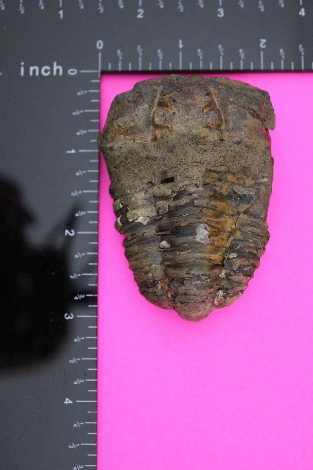 Authentic Trilobite Fossil 450 Million Years Old Genuine Dinosaur Girl COA 85