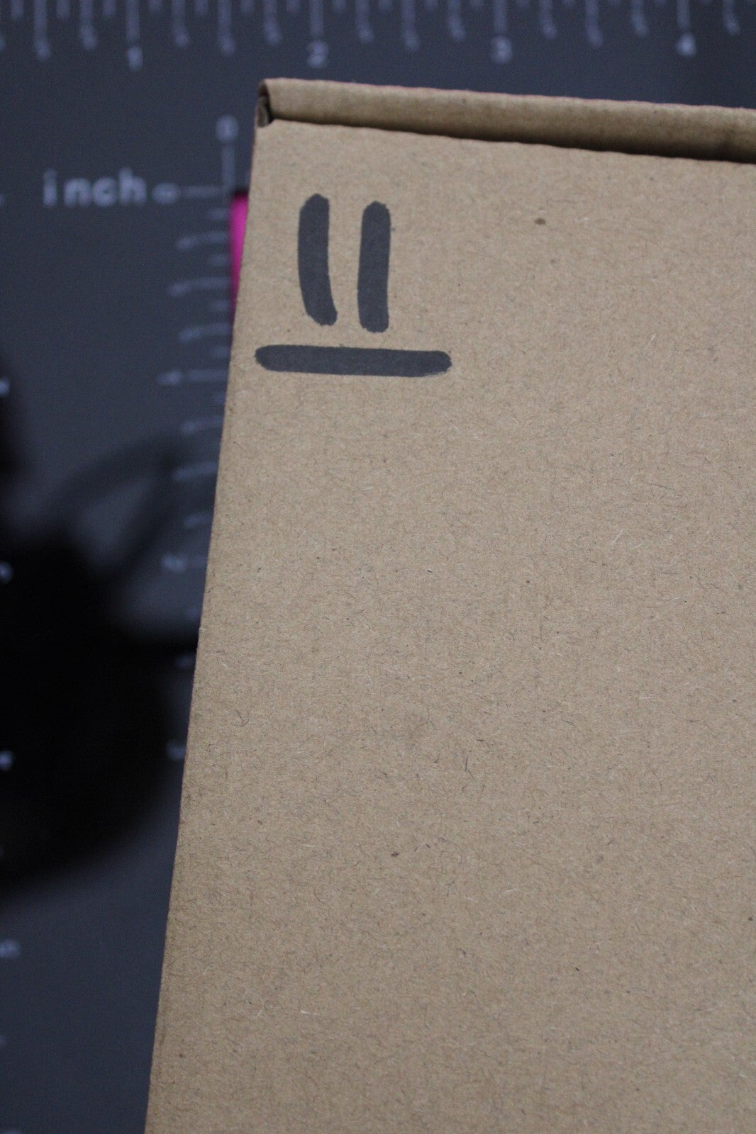 Authentic Trilobite Fossil 450 Million Years Old Genuine Dinosaur Girl COA 11