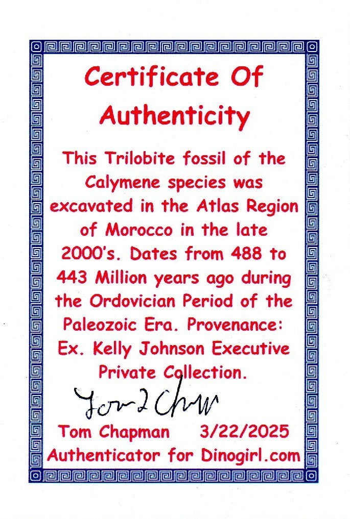 Authentic Trilobite Fossil 450 Million Years Old Genuine Dinosaur Girl COA 25