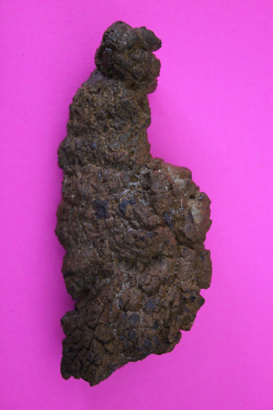 Giant Lizard Poop 5 Million Years Old Genuine Real Fossil Dinosaur Girl COA S09