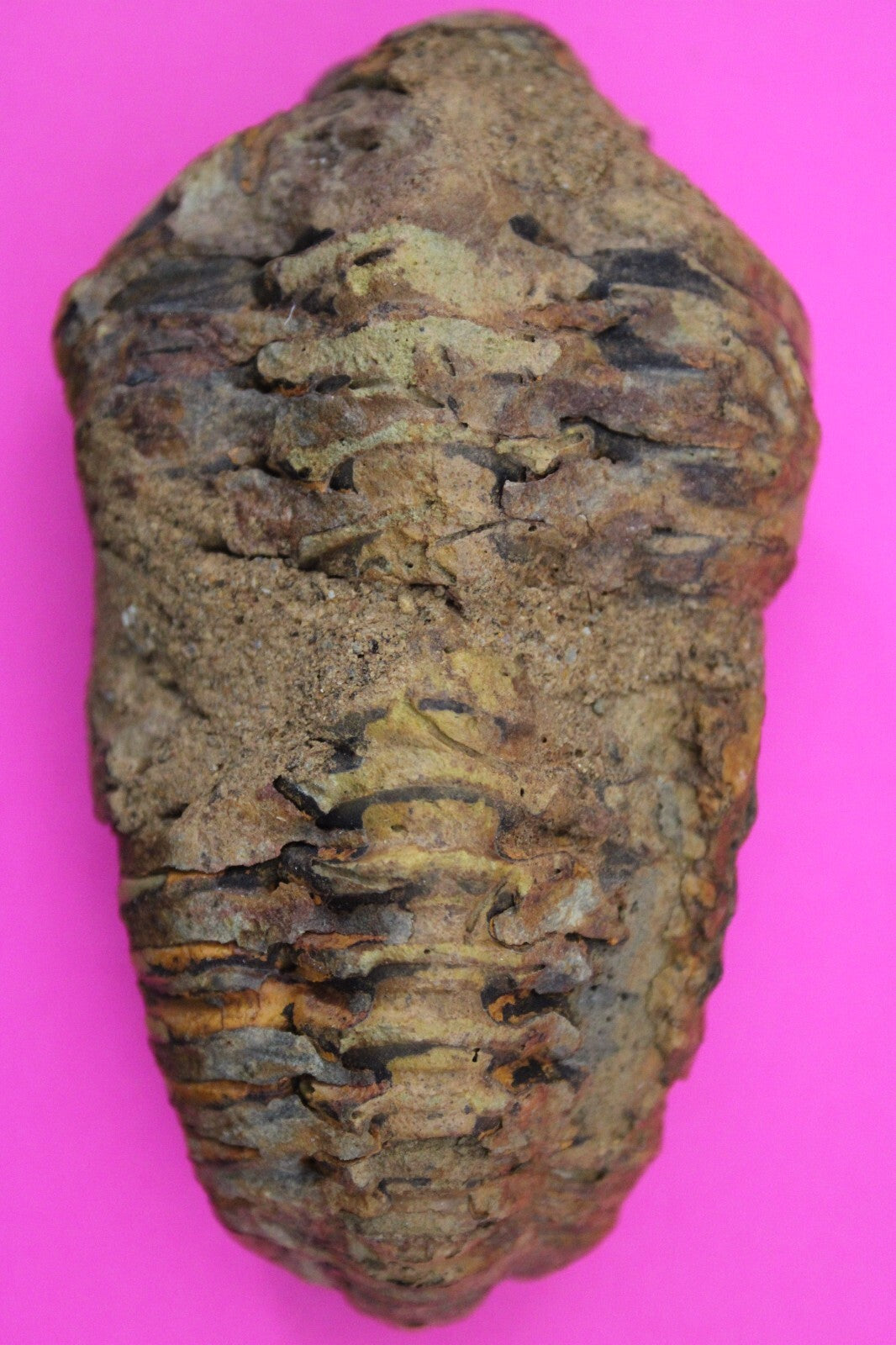 Authentic Trilobite Fossil 450 Million Years Old Genuine Dinosaur Girl COA 42