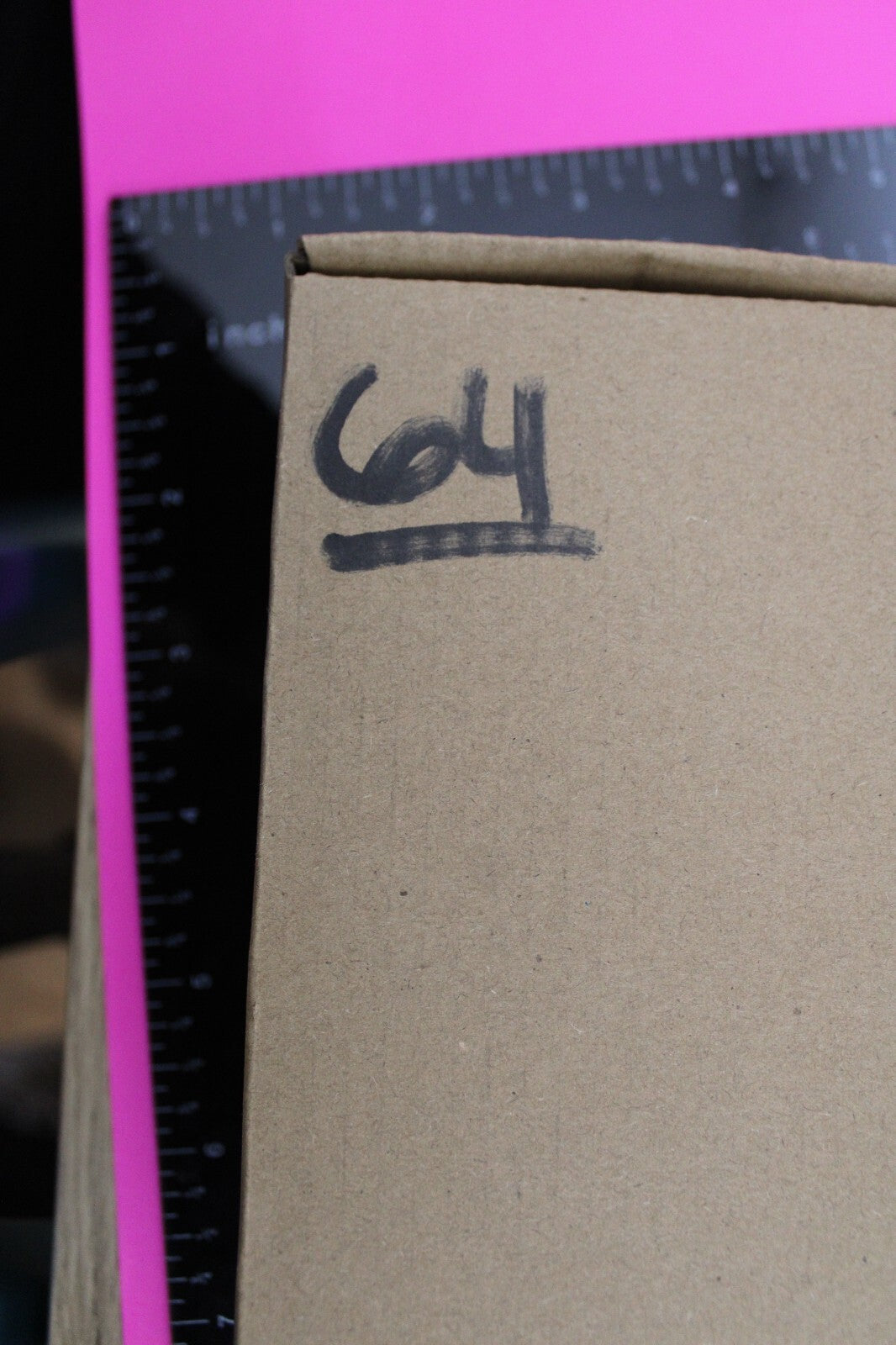 Authentic Trilobite Fossil 450 Million Years Old Genuine Dinosaur Girl COA 64