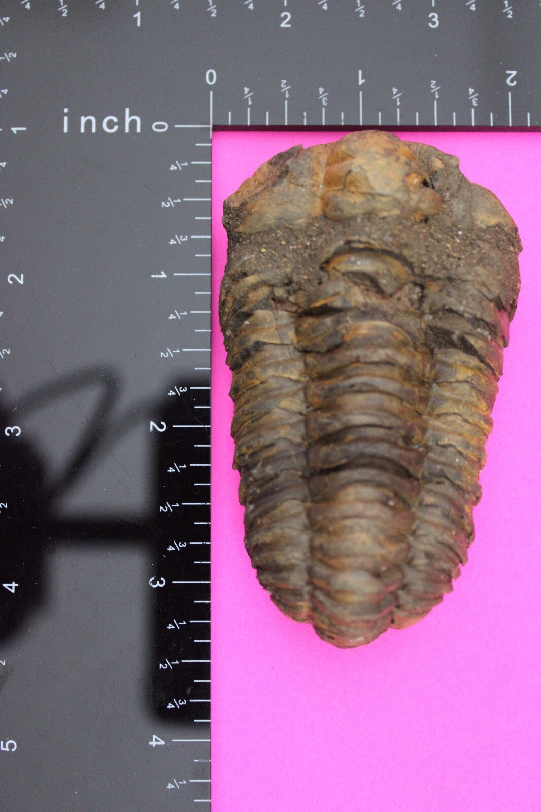 Authentic Trilobite Fossil 450 Million Years Old Genuine Dinosaur Girl COA 21