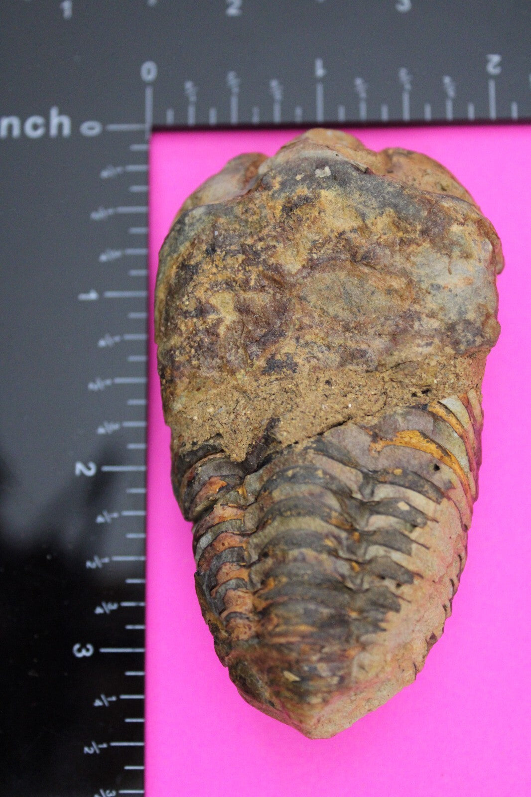 Authentic Trilobite Fossil 450 Million Years Old Genuine Dinosaur Girl COA 84