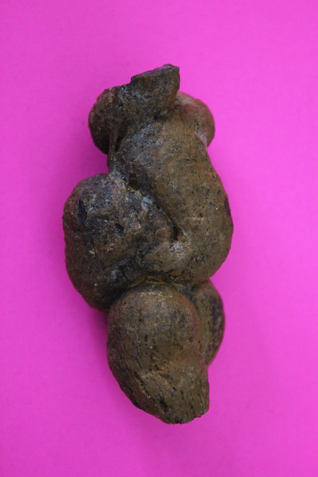 Giant Lizard Poop 5 Million Years Old Genuine Real Fossil Dinosaur Girl COA S21