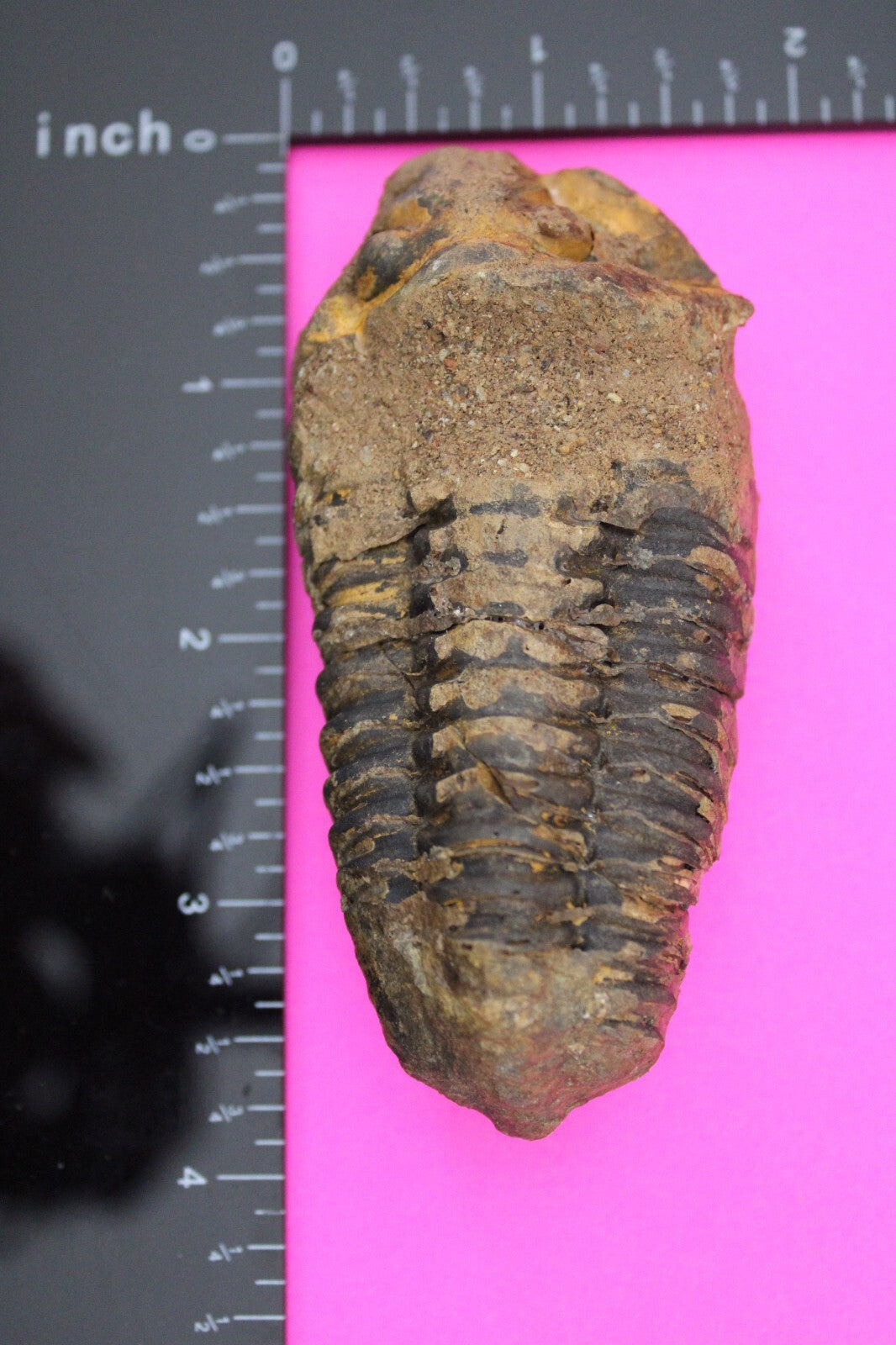 Authentic Trilobite Fossil 450 Million Years Old Genuine Dinosaur Girl COA 91