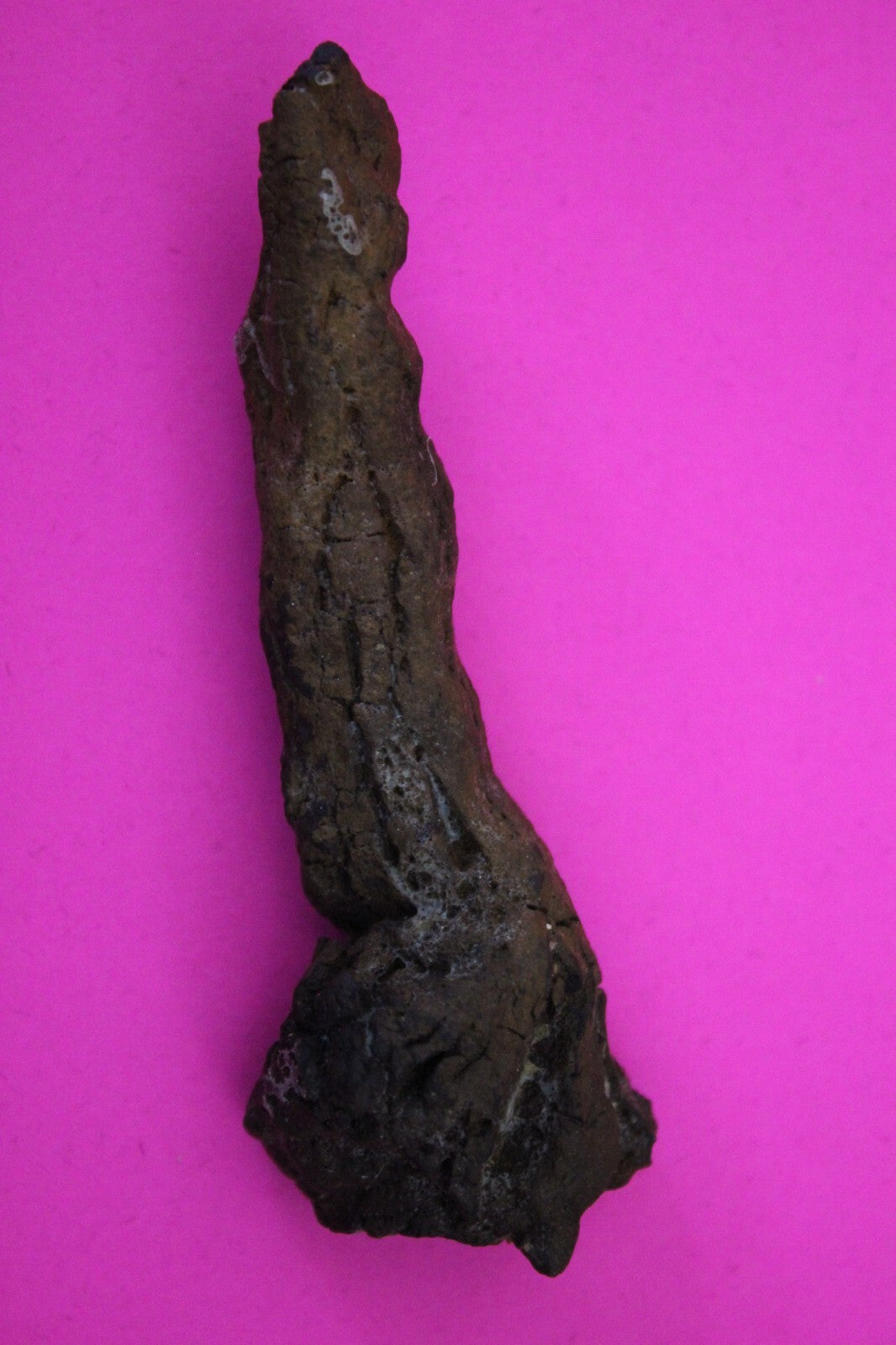 Giant Lizard Poop 5 Million Years Old Genuine Real Fossil Dinosaur Girl COA S04