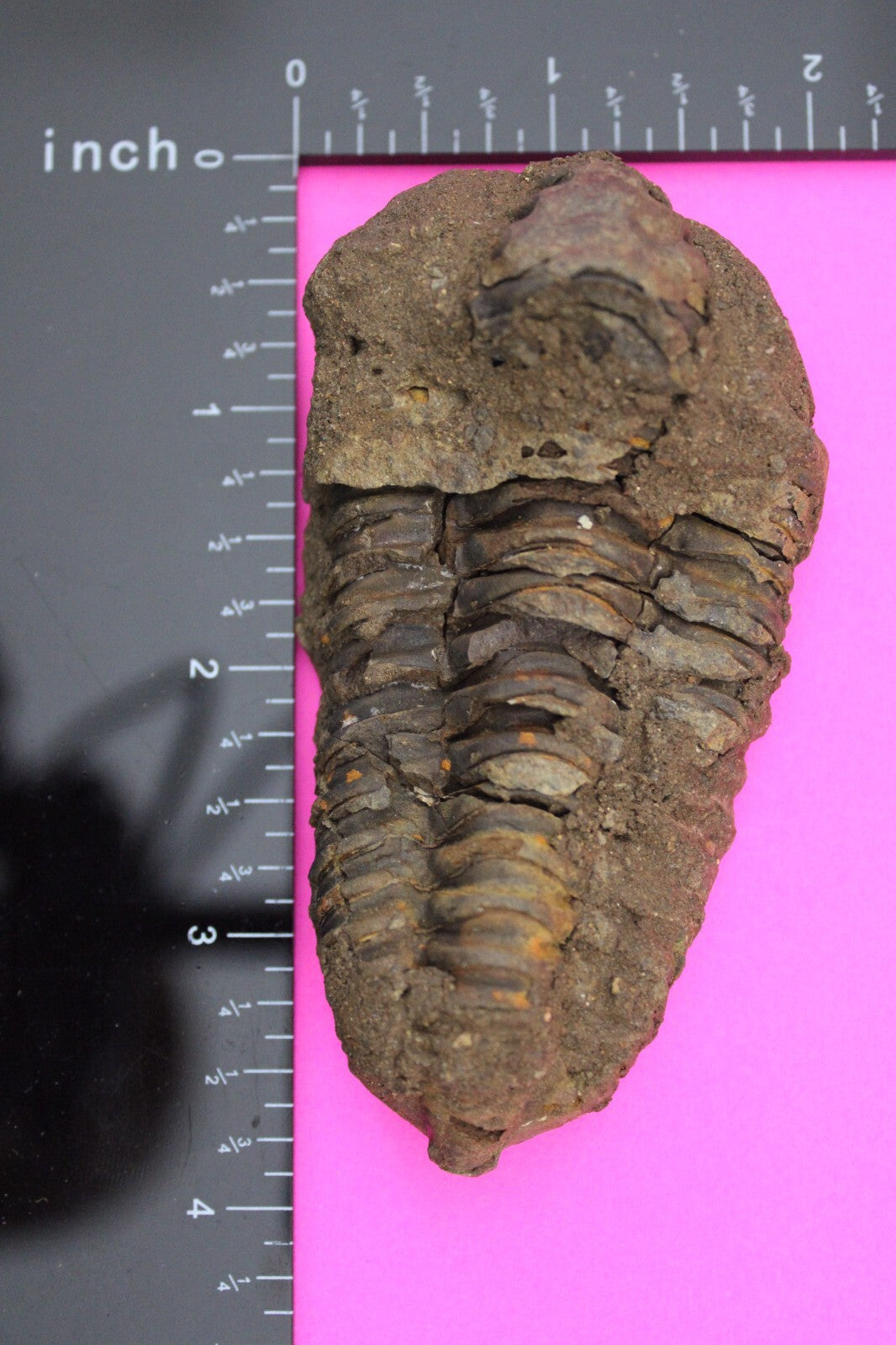 Authentic Trilobite Fossil 450 Million Years Old Genuine Dinosaur Girl COA 54