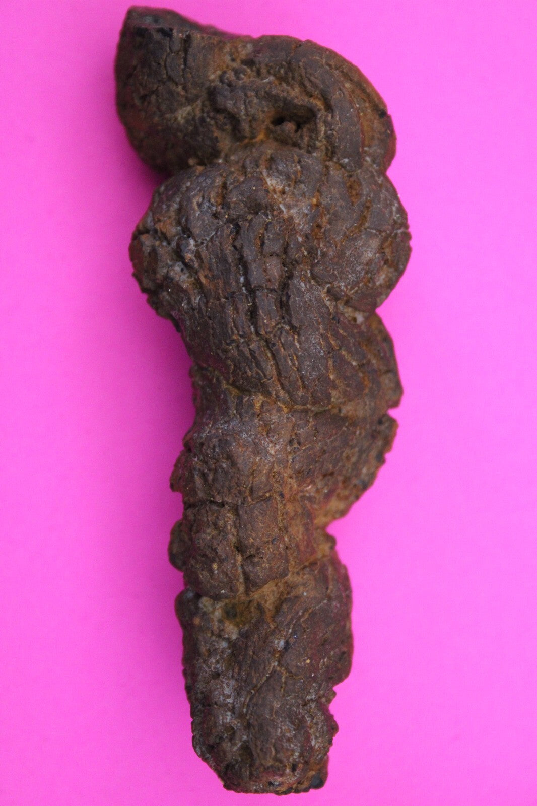 Giant Lizard Poop 5 Million Years Old Genuine Real Fossil Dinosaur Girl COA L24