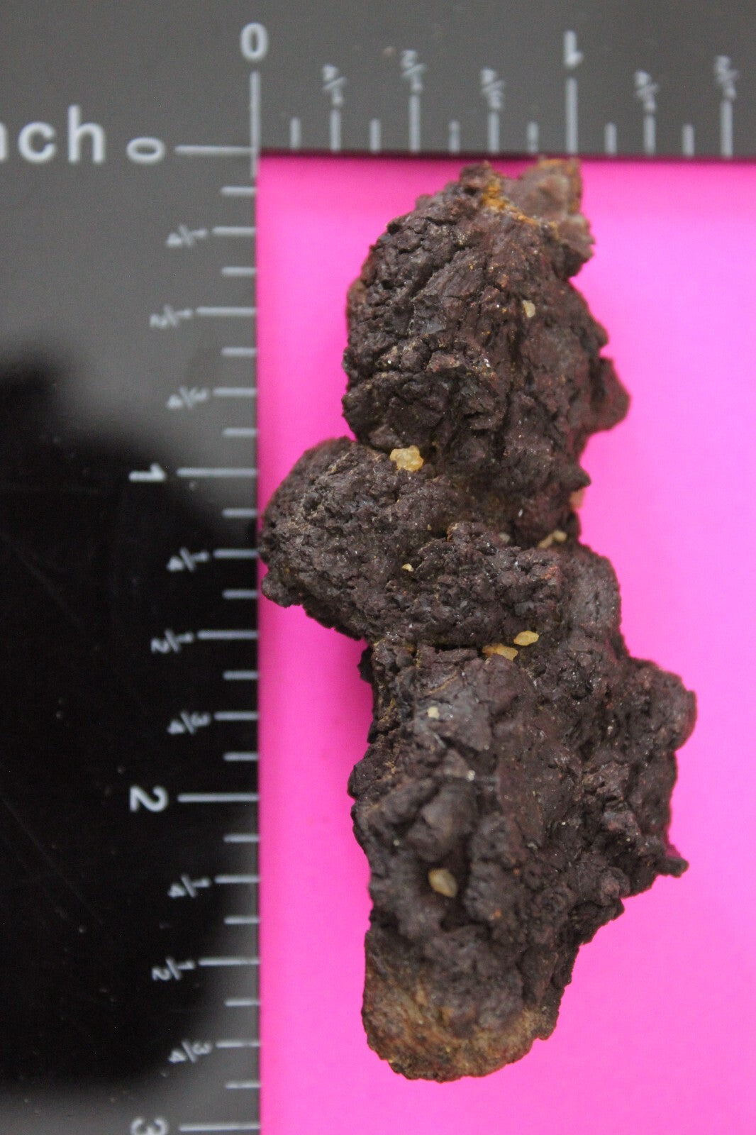 Giant Lizard Poop 5 Million Years Old Genuine Real Fossil Dinosaur Girl COA S29