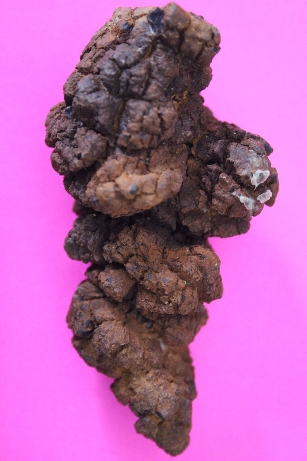 Giant Lizard Poop 5 Million Years Old Genuine Real Fossil Dinosaur Girl COA L15