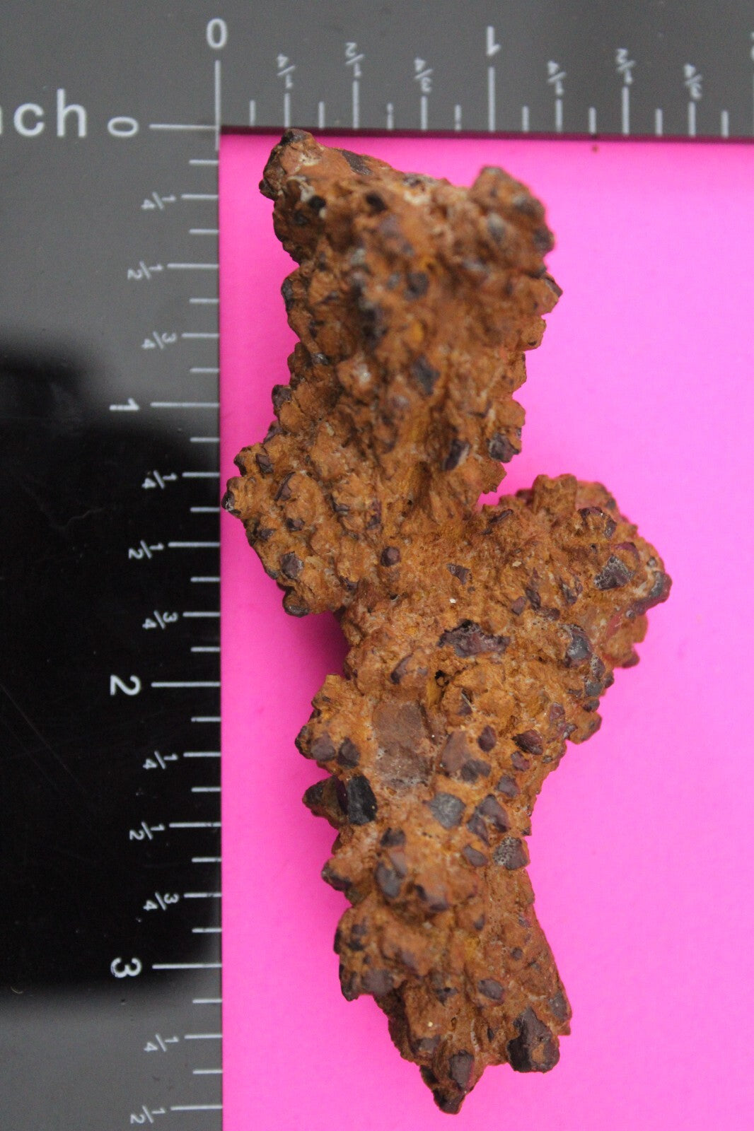 Giant Lizard Poop 5 Million Years Old Genuine Real Fossil Dinosaur Girl COA S67