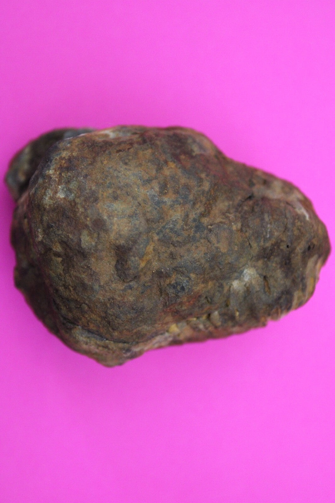 Authentic Trilobite Geode Real Fossil 450 Million Years Old Dinosaur Girl COA 01