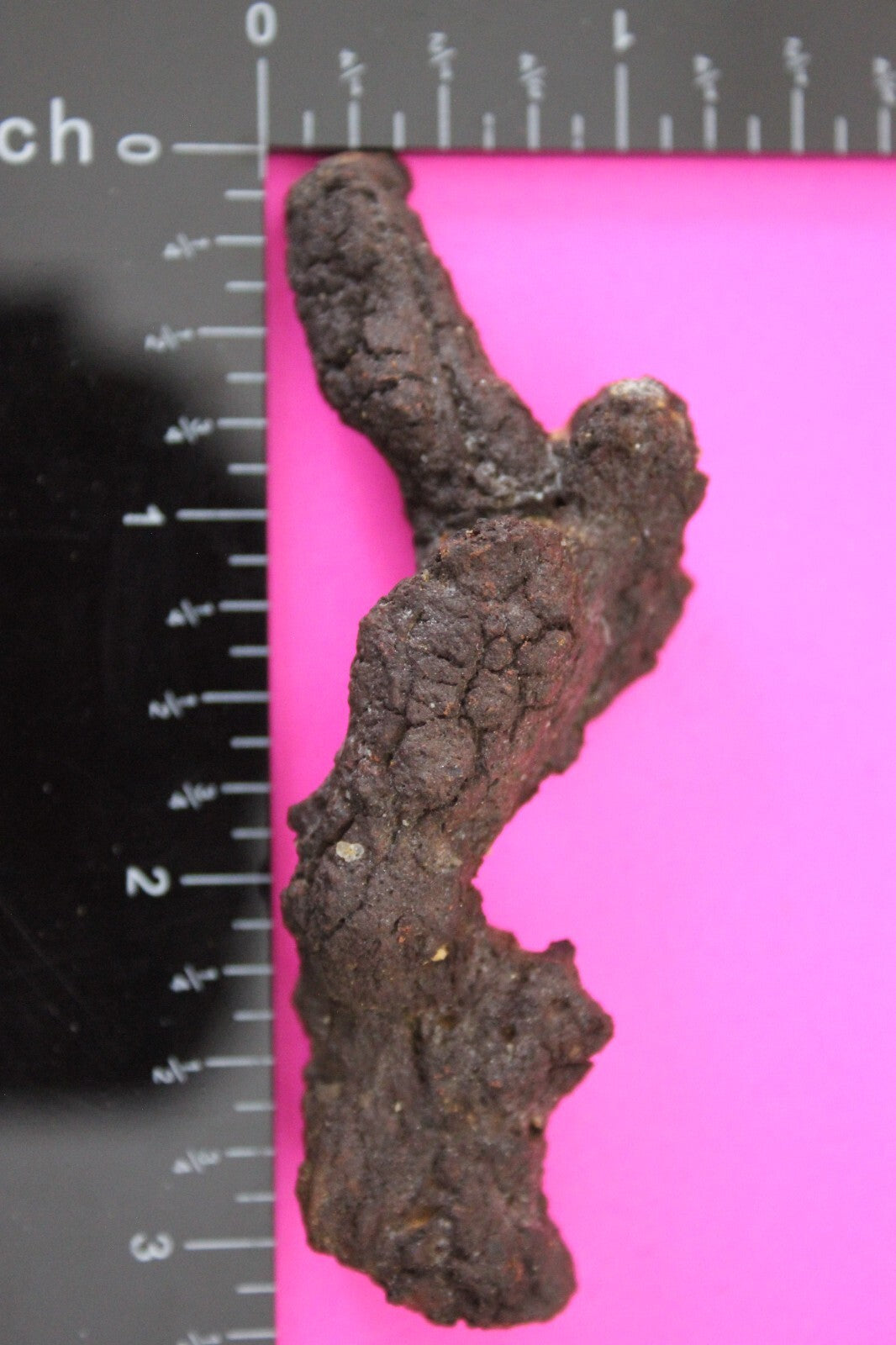 Giant Lizard Poop 5 Million Years Old Genuine Real Fossil Dinosaur Girl COA S14